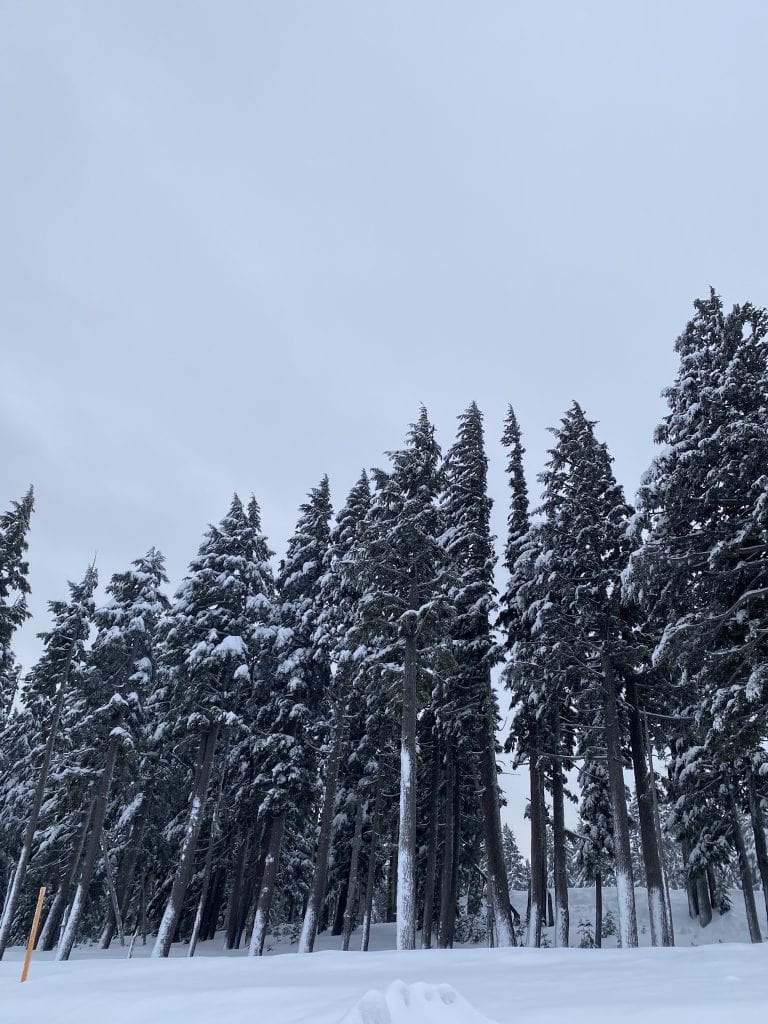 Shedding Light On The Ultimate Upgrade: Why Led Bulbs Are The Best Choice For Your Headlights 3 Beautiful winter hoarfrost on trees
